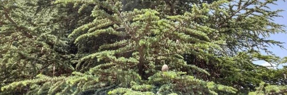 Cedrus atlantica dans les hauteurs des Aurès