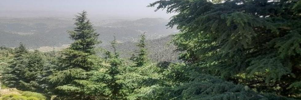 Cedrus atlantica M. au niveau du massif du Chélia